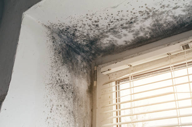 Affordable Attic Mold Remediation solutions in Mount Joy, PA